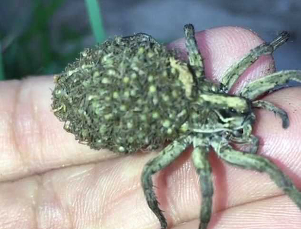 毛骨悚然澳雌性大狼蛛身背数百只蠕动幼崽