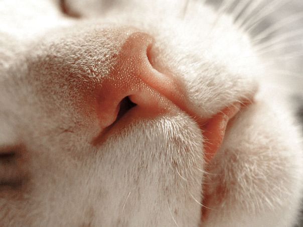 喵星人可爱的小鼻子,要不要了解一下