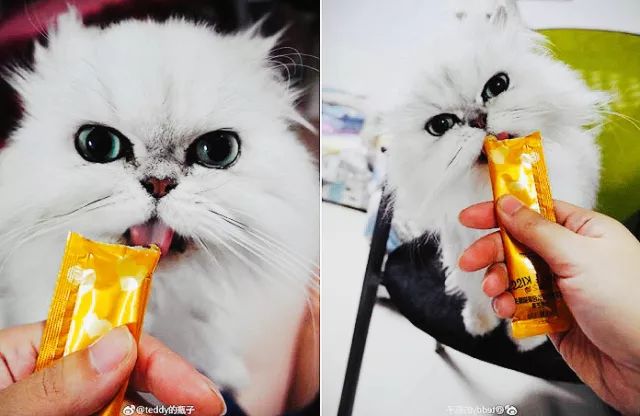 无数小猫咪疯狂打call美食竟然是