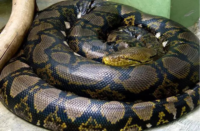 世界上的大蛇盘点最长19米可一口吃掉成人