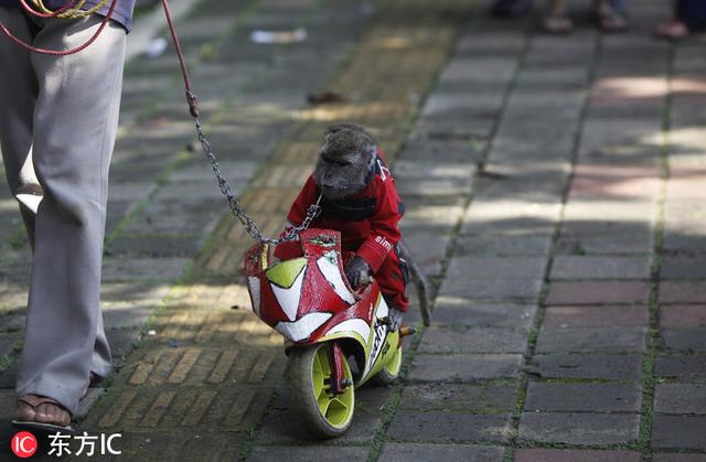 猴子会被抓来装扮成人类,为了训练他们像人一样站立,通常会把他们用