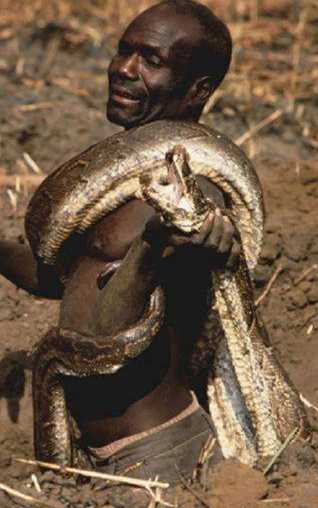 非洲土著人徒手捕蛇,整个过程令人佩服!
