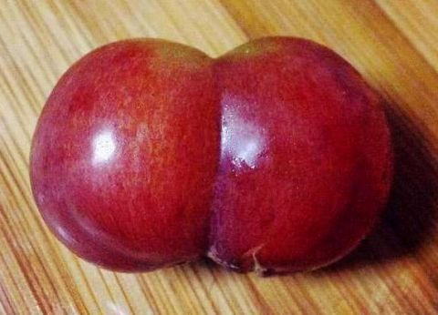 全球最妖娆的水果,西瓜,草莓长出性感"屁股"!最后一个10年才成熟!