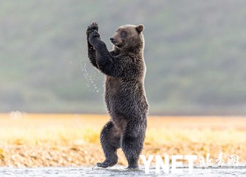 瑜伽熊"功夫"了得!摄影师抓拍阿拉斯加灰熊后腿直立做瑜伽