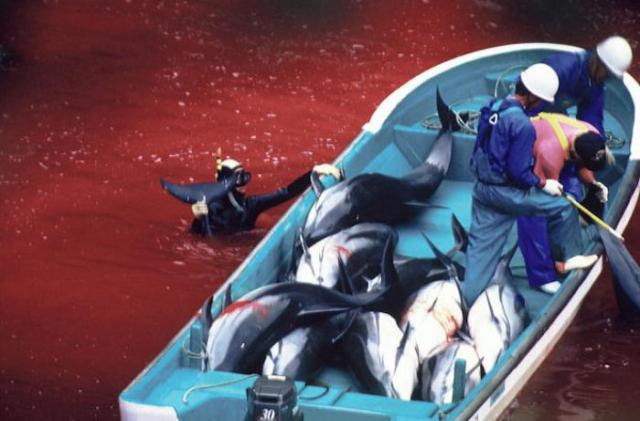 放开商业捕鲸后 日本海豚湾进入血腥捕猎季 手机新浪网 放开商业捕鲸后 日本海豚湾进入血腥捕猎季 手机新浪网