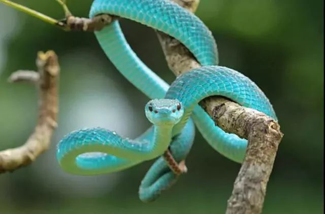 蛇类|蛇|爬行动物_新浪新闻