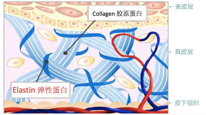 小s因衰老被嘲跑去打针!宋佳见了竟然这样说...|皱纹|美白|肌肤_新浪