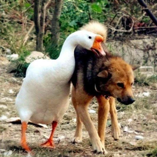 老话说"宁让狗咬 不让鹅拧" 看家狗也要怕三分的鹅 真那么厉害?