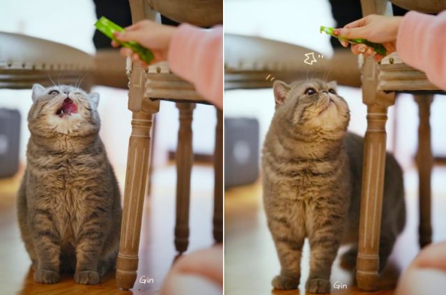 无数小猫咪疯狂打call美食竟然是