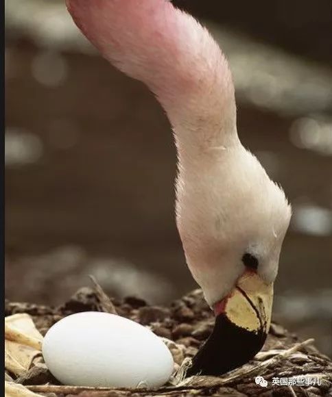 欧洲热浪到底多严重丁克15年的火烈鸟都被热到下蛋了