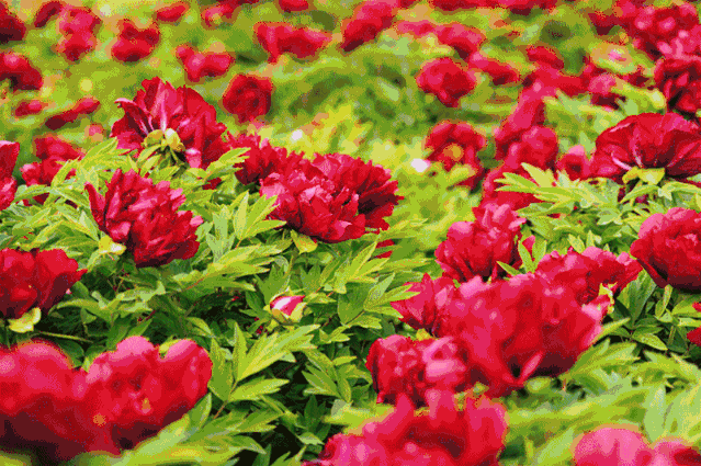 2020年牡丹开花版挂历,富贵吉祥!真的太美了!赶紧看