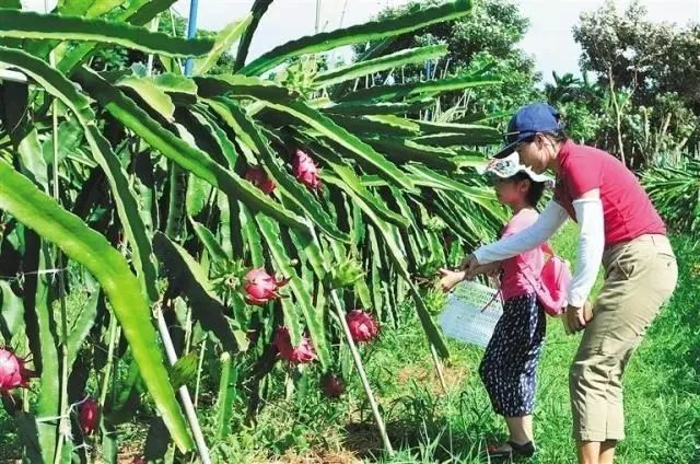 火龙果采摘：解锁夏日清凉秘籍