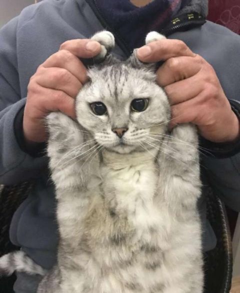 房屋着火猫咪被困丹麦猫:人家好怕怕哦!俄罗斯猫:吓死老子了!