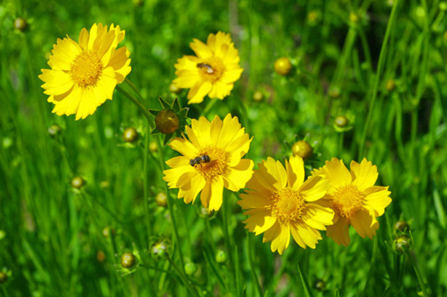 如此绚烂多彩的夏季花卉快来看看它们叫什么名字