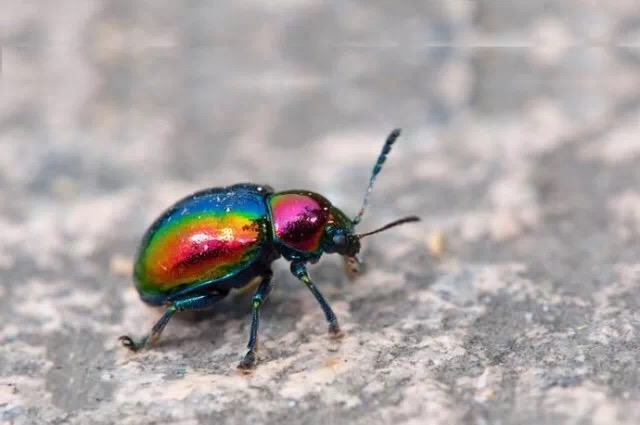 这种有金属光泽的鲜艳甲虫你在紫金山见过吗