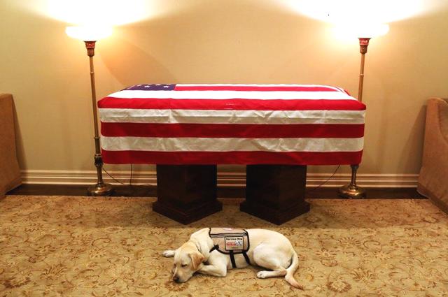  老布什灵柩前的拉布拉多犬萨利。图片来自网络