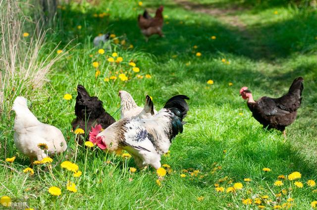 因此,如果在果园养殖一些金蝉,还是比较靠谱的事情.金蝉