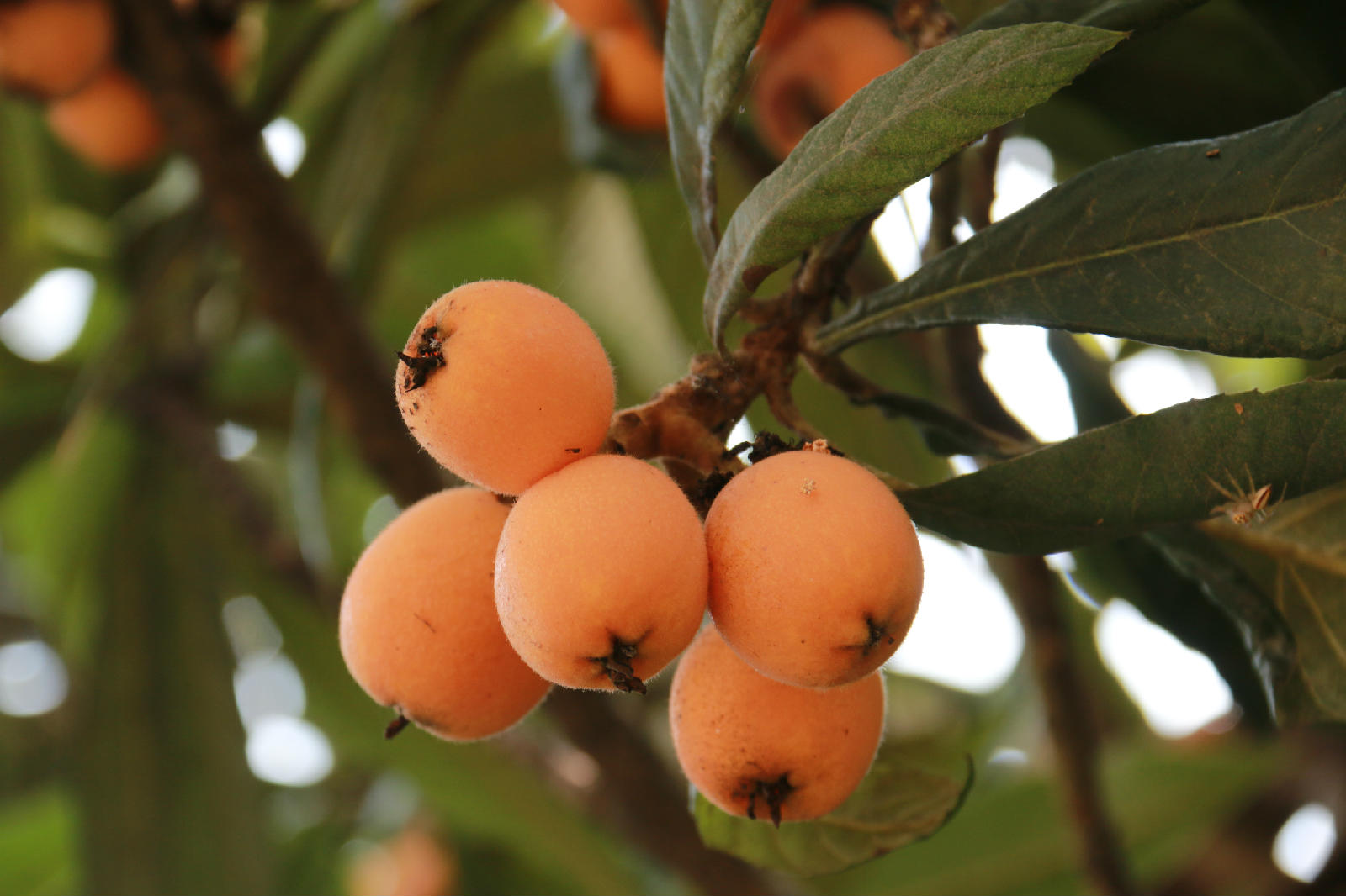 两颗枇杷惹得祸!杭州76岁老人呼吸心跳都停了