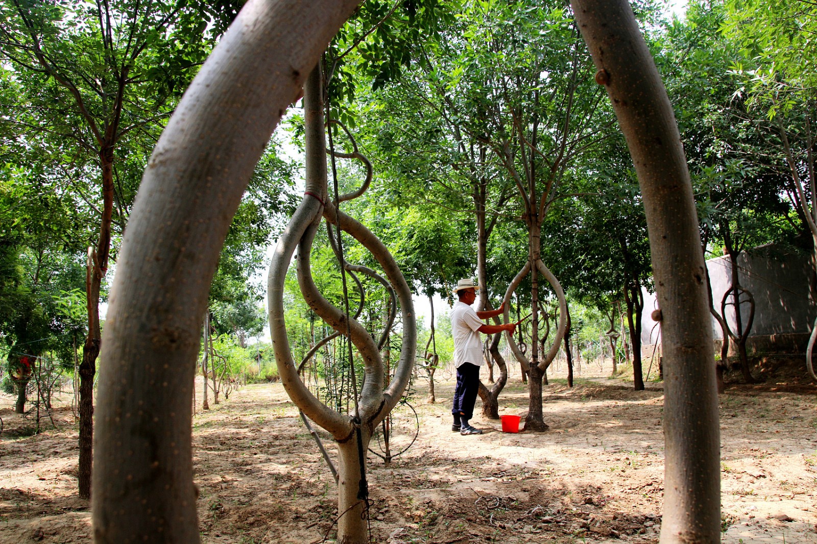 六旬翁10年栽培艺术树 一万一棵舍不得卖