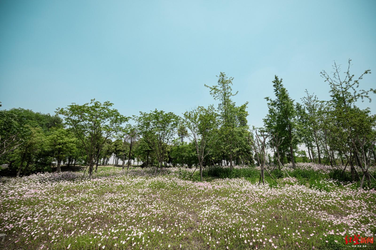 成都中和湿地公园5月1日开园