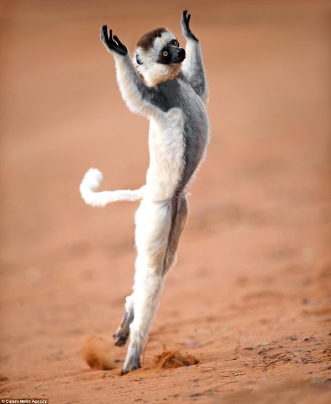 关于动物的舞蹈动作图片