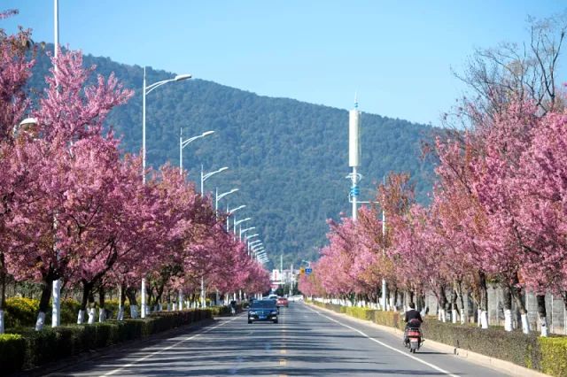 红塔西路是昆明目前冬樱花种植最集中的一条景观大道,在长达1.