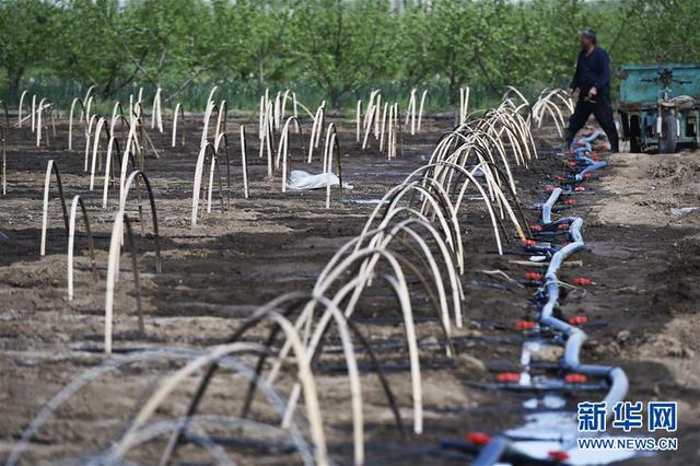 山东省邹平县长山镇八方农场工人在进行滴灌作业,该县农业滴灌面积
