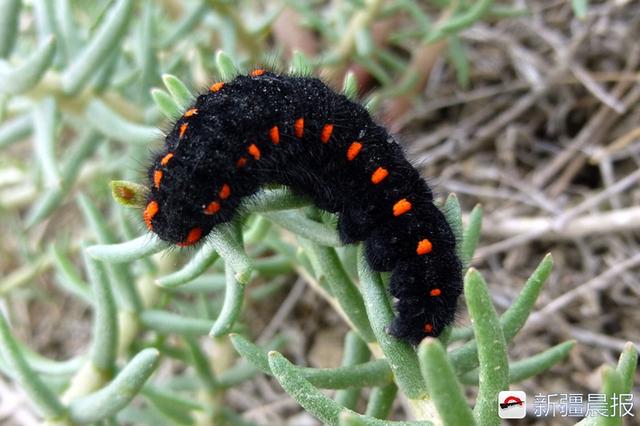 为这稀罕的羲和绢蝶,他们在河谷奔波五个春天|幼虫|绢蝶|新疆_新浪