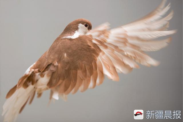 一只鸽子展翅欲飞.这是新和县特有的古老品种塔里木鸽.
