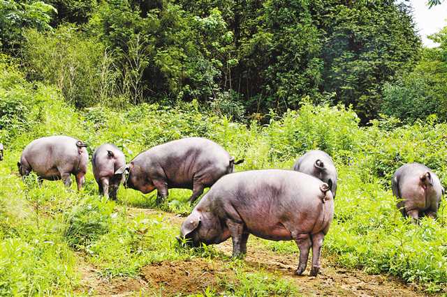 养猪不走寻常路