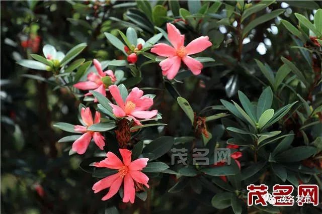 候选市树市花逐一看继续为你喜爱的市树市花打call