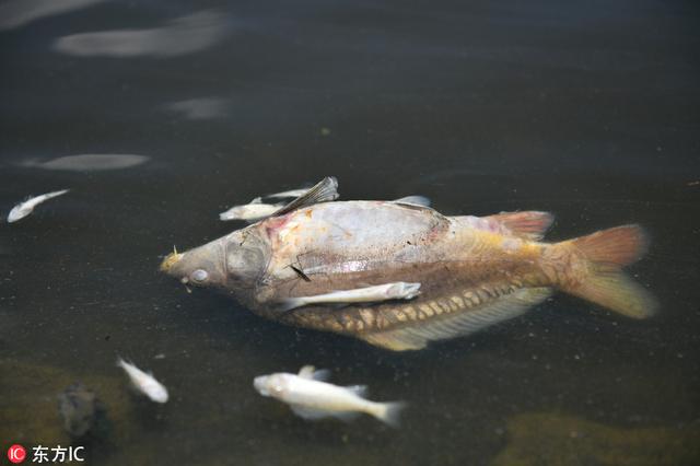 鱼缺氧死亡的特征图片图片