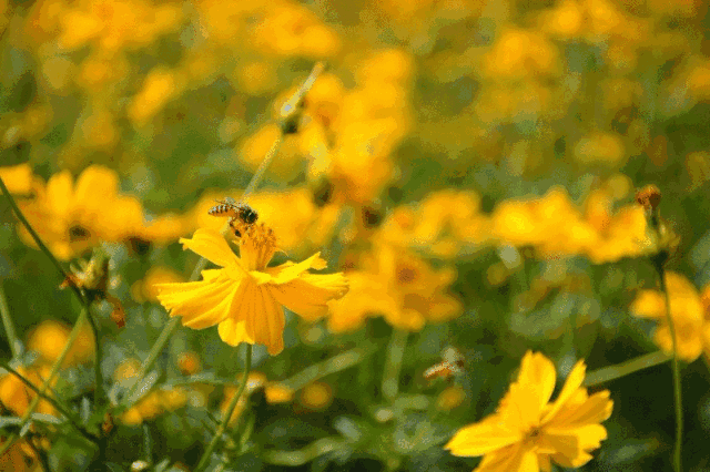 640_426gif 动态图 动图