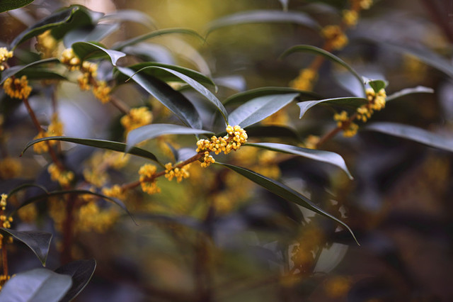 灵谷寺"金陵桂花王"桂花盛开,香气袭人