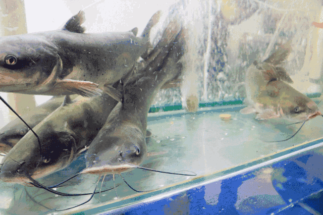 年年有余!年夜饭上必有鱼!教你吃最营养的鱼~(下)|鱼|年年有余|年夜饭