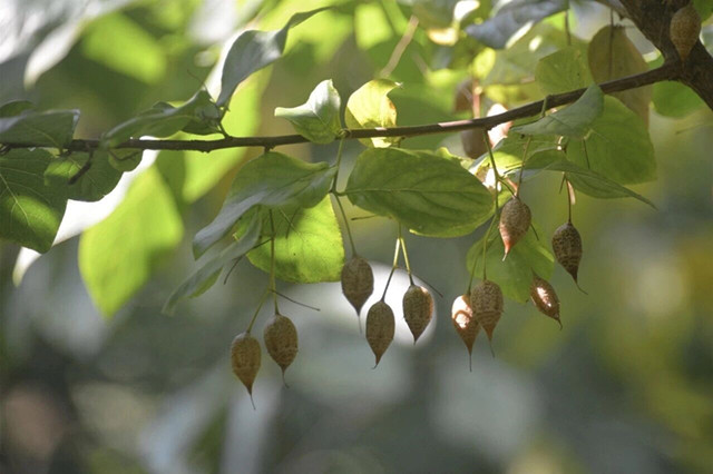 秤锤树为何珍贵？原来背后还有这段故事|秤锤树|植物学家|香科_新浪新闻