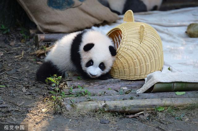 成都大熊猫幼仔上演钻竹筐秀萌翻游客