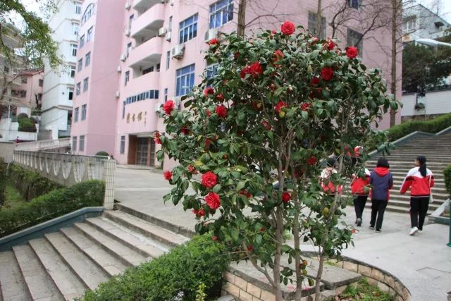 小学(叶祥清 摄)庆元县江滨小学(蓝传理 董宝荣 摄)庆元二中(吴长久