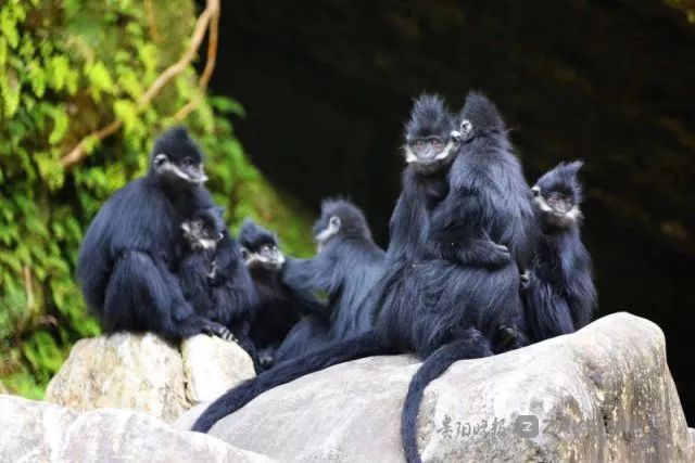 点赞贵州麻阳河黑叶猴再添丁占全球总量近一半