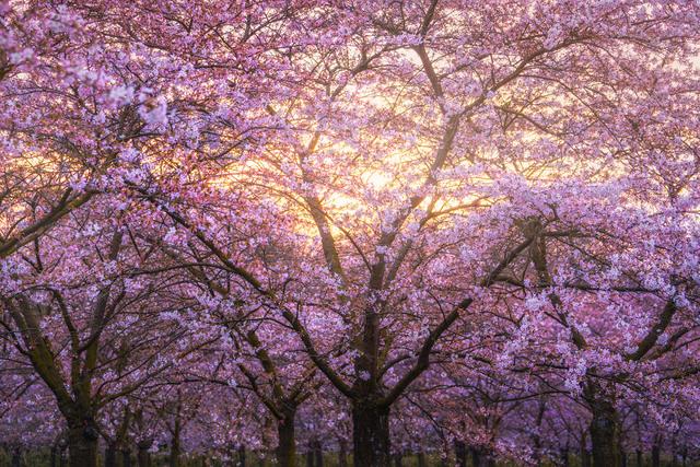落英缤纷的粉红世界阿姆斯特丹的樱花小镇1/13