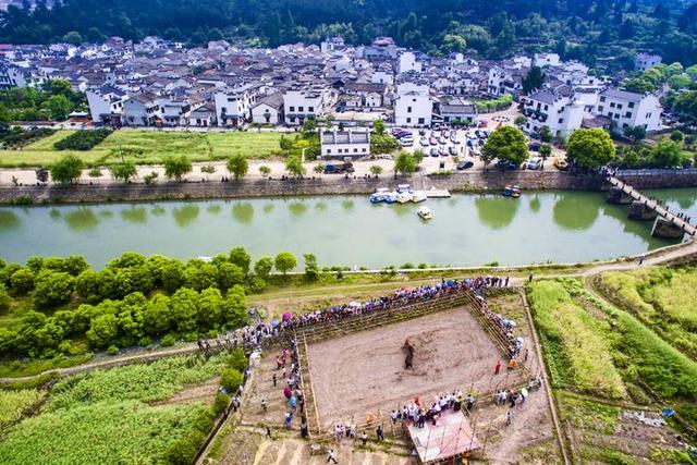 兰溪这个村上演了一场惊心动魄的斗牛赛 吸引宾客云集