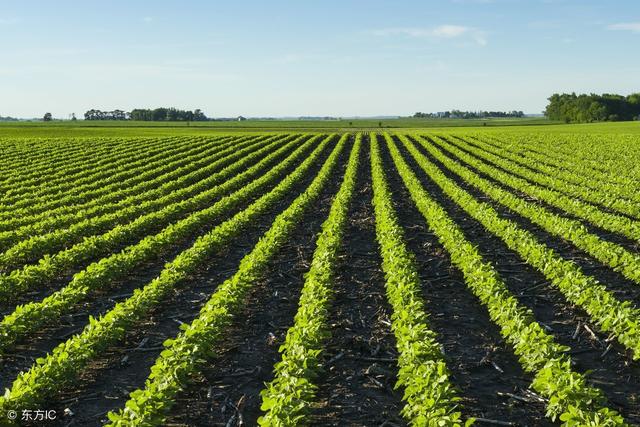 大豆|种植面积|粮食_新浪新闻