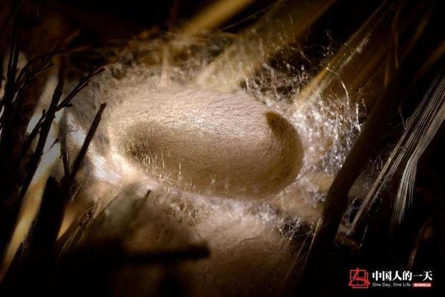 直播预告丨桐乡科学老师带你看蚕宝宝吐丝结茧