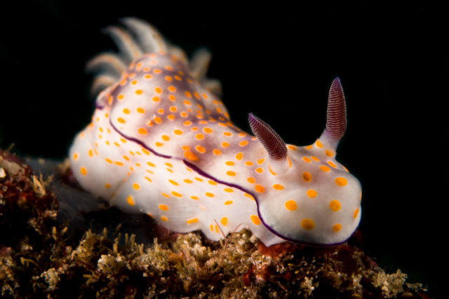 神奇生物在哪里 | 在海里!