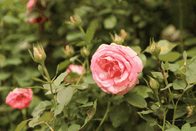 鱼虫|月季|夫子庙_新浪新闻