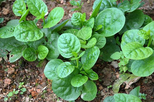 夏天养生就吃木耳菜钙含量和牛奶不相上下养生效果极佳