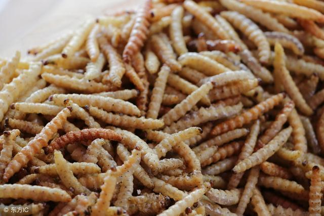 农村特有的虫子美食第6种每公斤售价高达400元你吃过几个