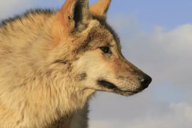 送它重返狼群,4年后他们重逢了……|狼|李微漪|格林_新浪新闻