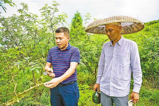 记者 齐岚森 摄夏至已过,酉阳土家族苗族自治县龙潭镇梅树村羊角垴的