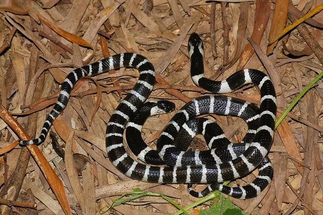 陕西21岁女孩网购银环蛇当宠物被咬医院宣布已脑死亡